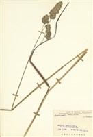 藏品(禾本科)的圖片